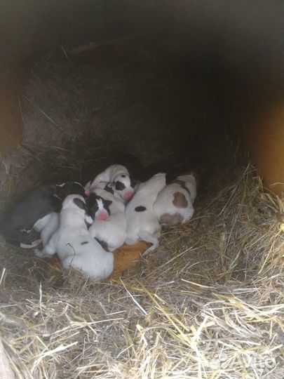 Щенки Алабая