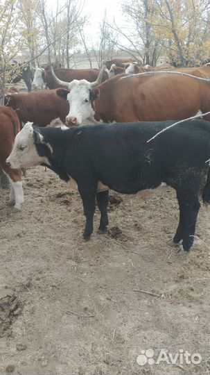 Бычки на откорм
