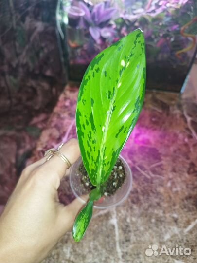 Диффенбахия Kled Mangkorn