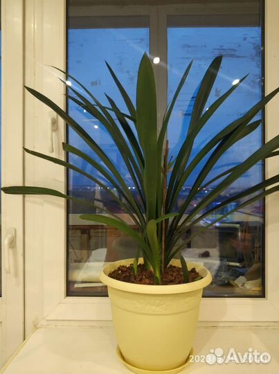 Комнатные цветы кливия