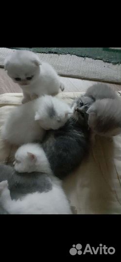 Шотландские вислоухие котята