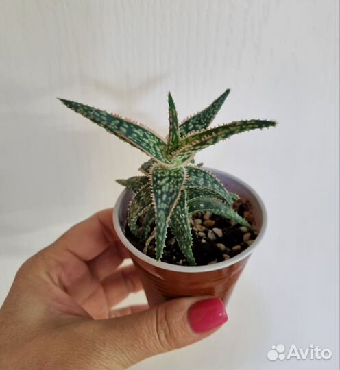 Алое, хавортия, сансивьерия, традесканция