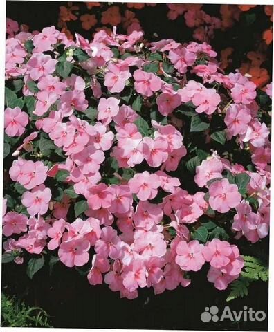 Саженцы Импатиенса ампельного (бальзамина)