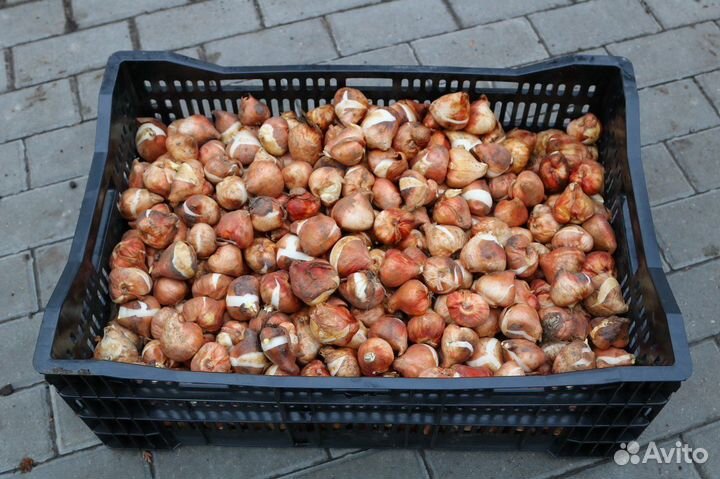 Луковица тюльпанов оптом 12;14+для выгонки