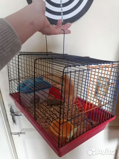 Хомяки сирийские