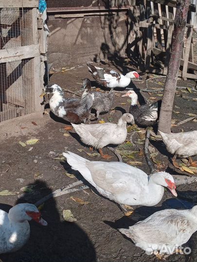 Инкубационное яйцо утки Голубой фаворит