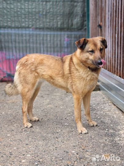 Спасите собачку Кози из приюта