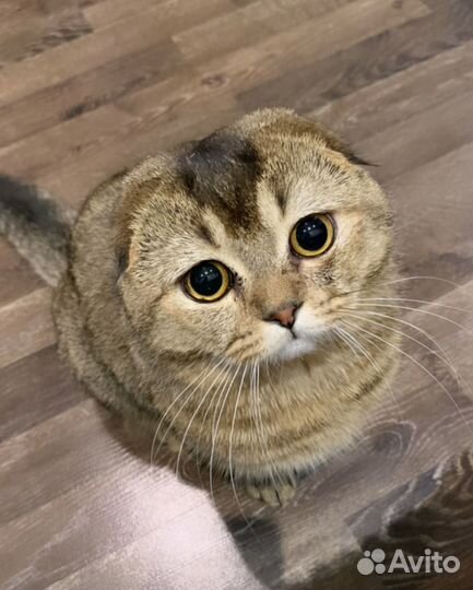 Шотландский вислоухий кот для вязки