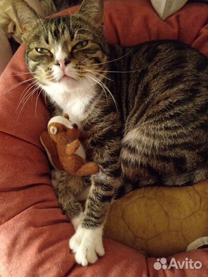 Котоняня / няня для кошки