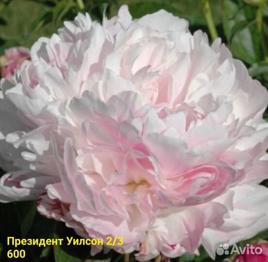 Пионы