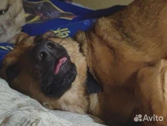 Собака Пуся