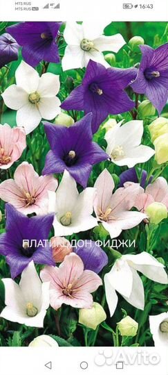 Колокольчики в ассортименте