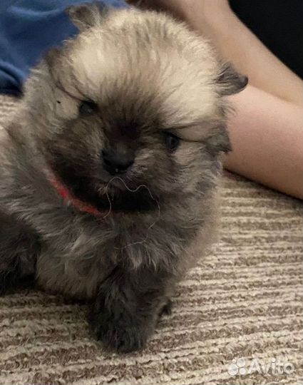 Щенки шпица