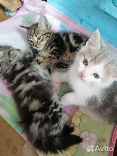 Котята от британки