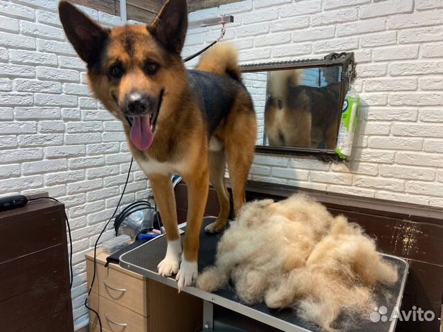 Груминг собак и кошек