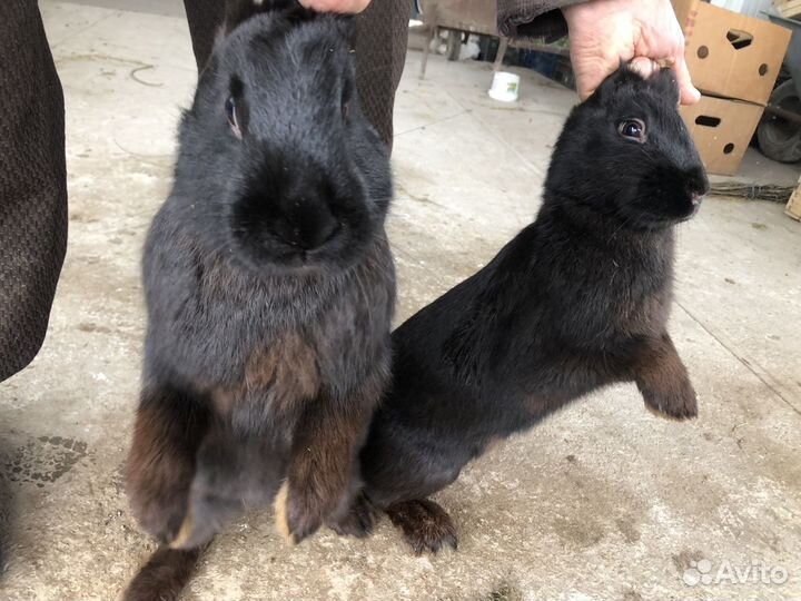 Кролики мясных пород