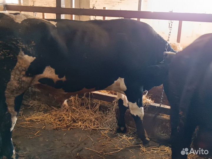 Быки на мясо живым весом