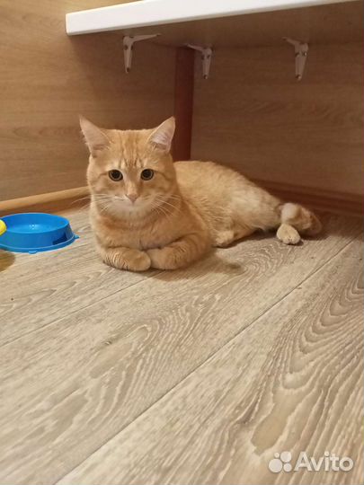 Передержка / Зоогостиница для кошек