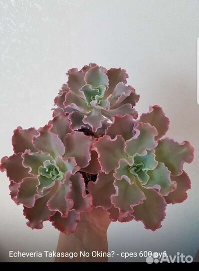 Суккуленты 2