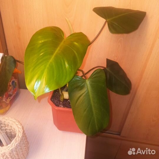 Филодендрон