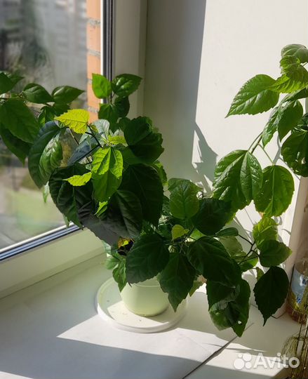 Гибискус Китайская роза