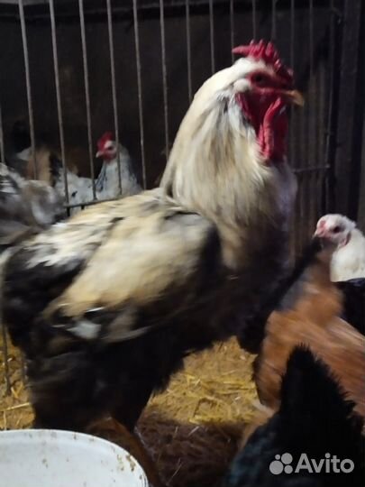 Юрловская голосистая