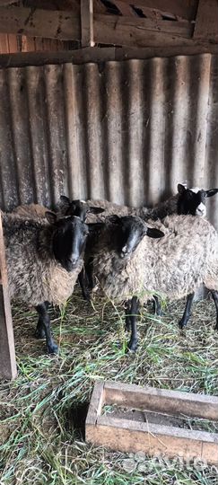 Овцы бараны