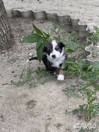 Щенки в добрые руки, бесплатно. Волгоград