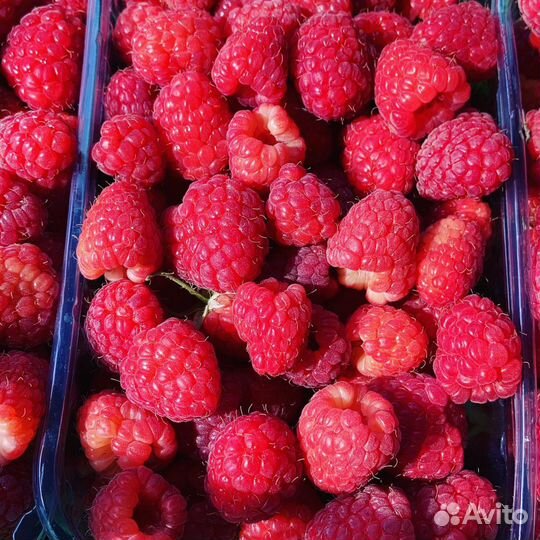 Саженцы ремонтантной малины