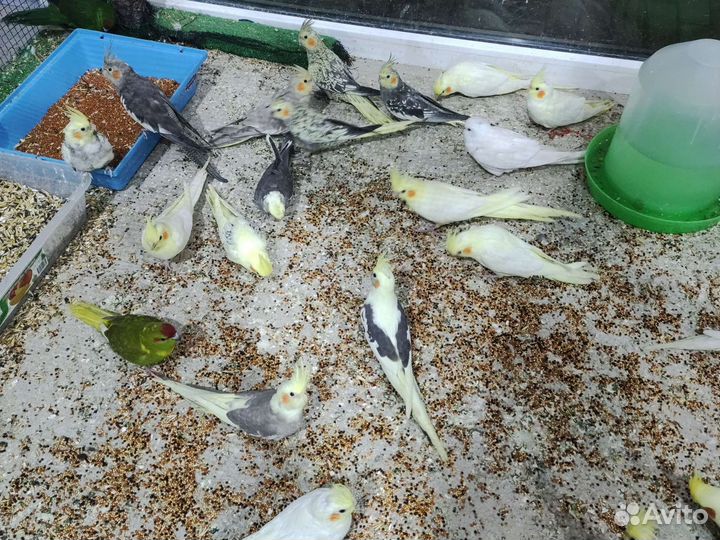 Попугай корелла птенцы