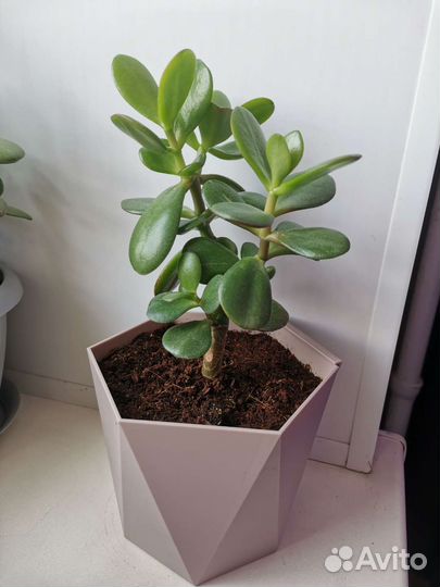 Толстянка крассула