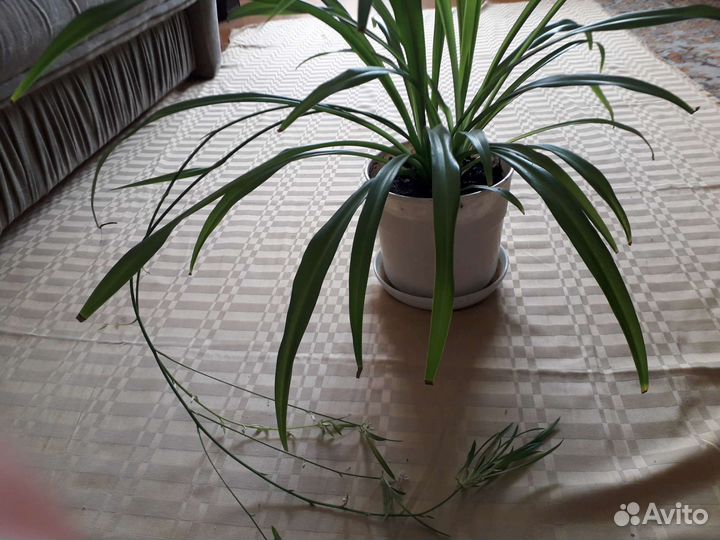 Хлорофитум