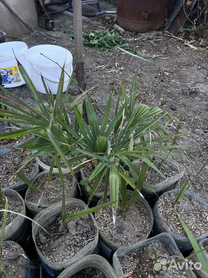 Пальма веерная/ Вашингтония/ Листовина