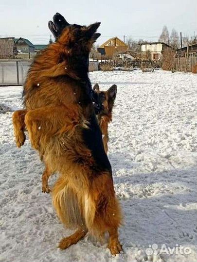 Кобель но дш для Вязки
