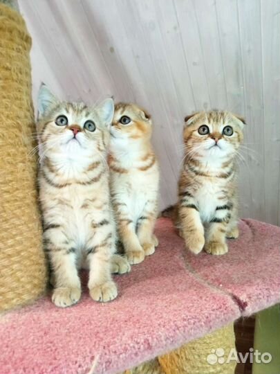 Котики с документами золотые