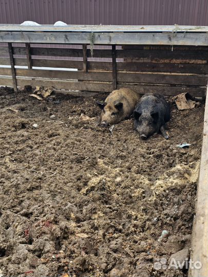 Дикие кабаны