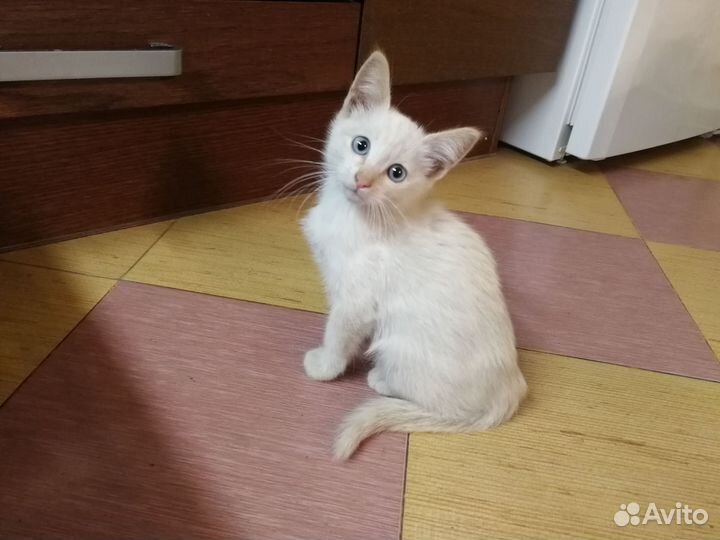 Котенок девочка, турецкая ангора