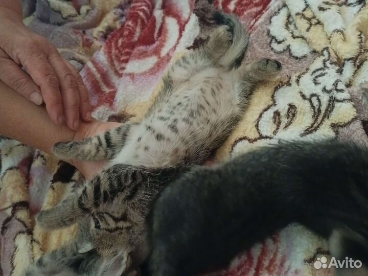 Кошки в добрые руки бесплатно