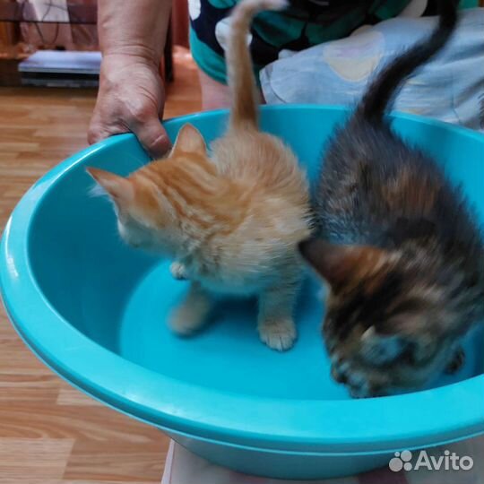 Кошка в дар бесплатно