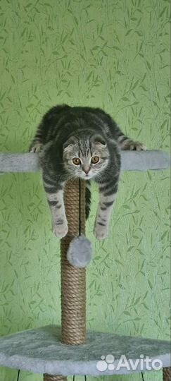 Передержка для кошек