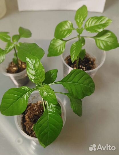 Кроссандра