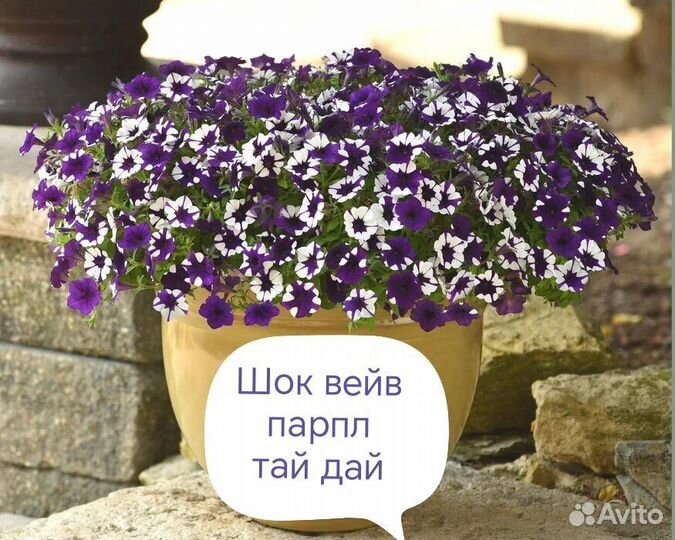 Петуния ампельная