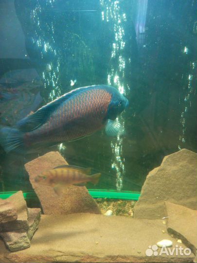 Аквариум