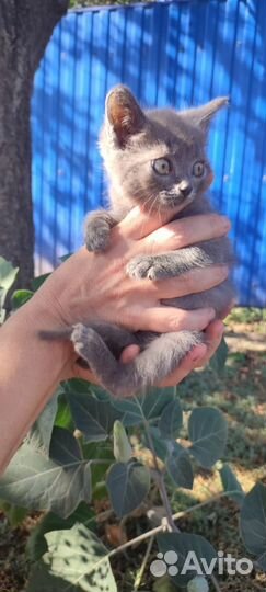 Кошечки 2 и 4 месяца