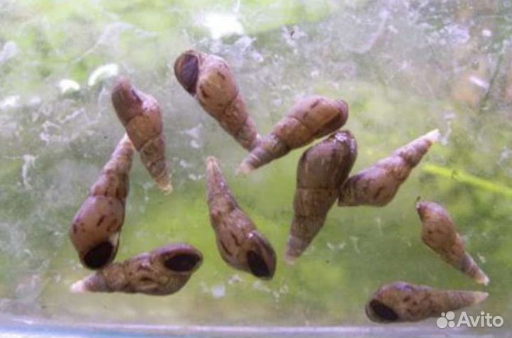 Улитки Мелании