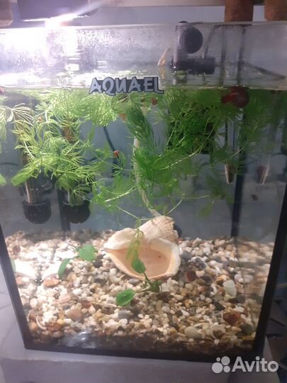 Аквариум 10л