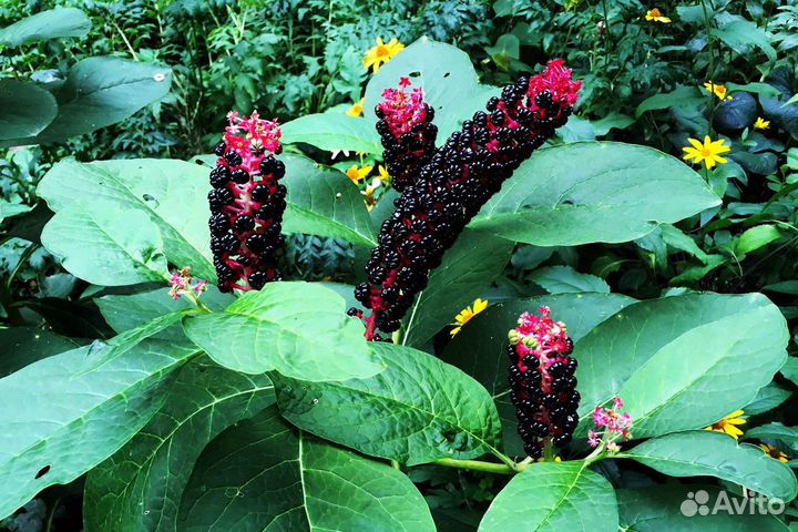 Лаконос (фитолакка) лечебный,многолетний