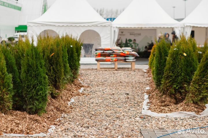 Туя смарагд