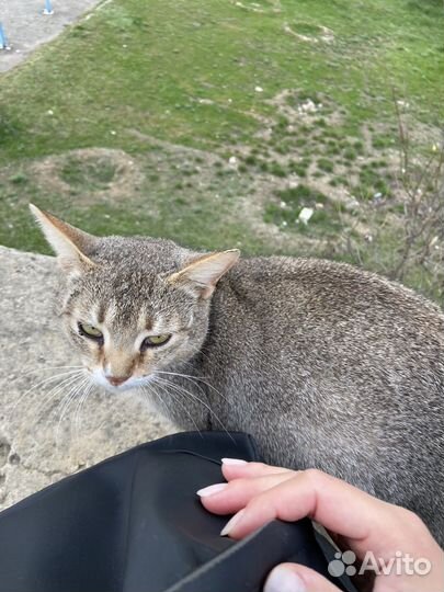 Кошка в добрые руки