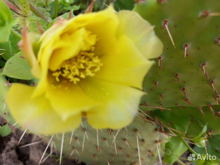 Кактус зимующий без укрытия